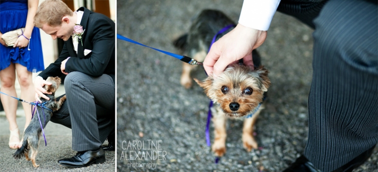 dogs at a wedding