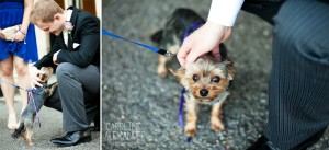 dogs at a wedding