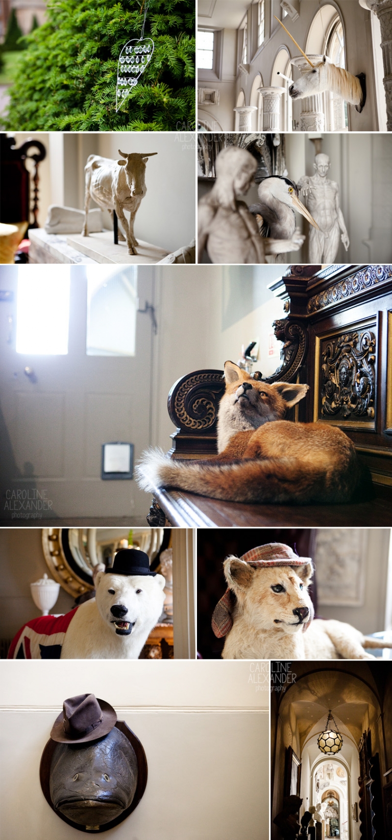 Aynhoe Park taxidermy