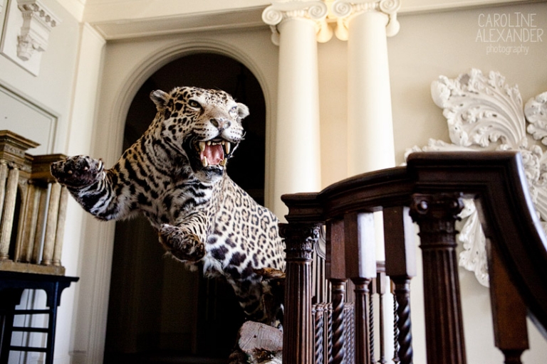 Aynhoe Park taxidermy