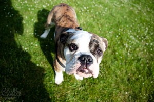 dogs at Aynhoe Park
