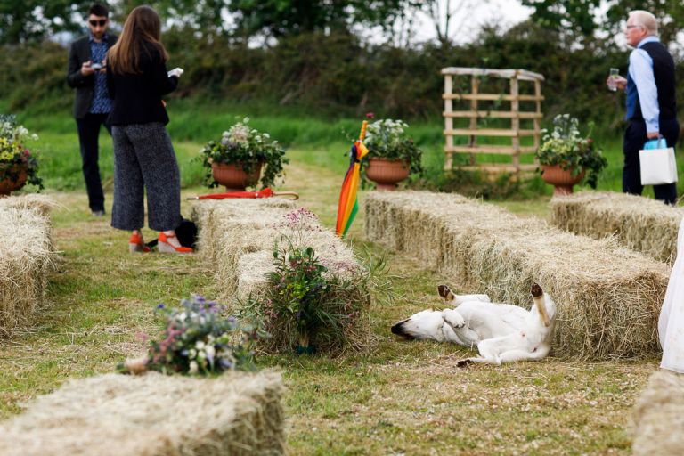 Dog rolls around in the hay bales after the humanist outside wedding ceremony is over, 