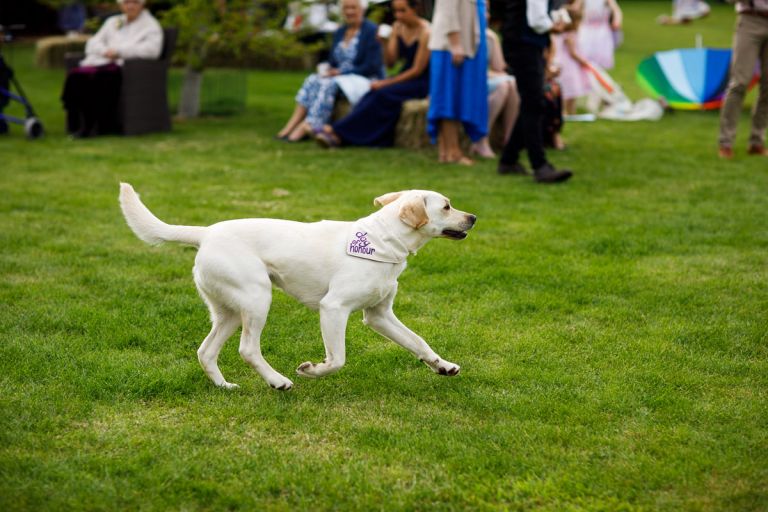 The dog of honour runs around at the wedding having fun wearing a bandana that reads dog of honour. 