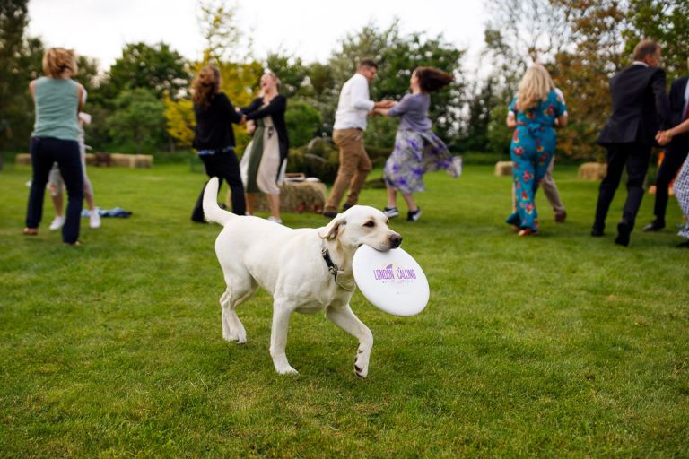 Dog runs around wedding with a frisbee looking for a playmate