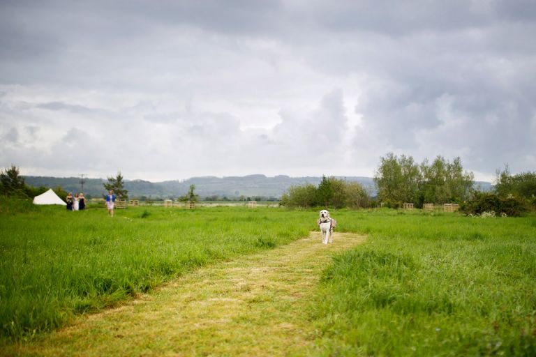 Dog stands still on his arrival to the wedding ceremony, unsure whether to continue 