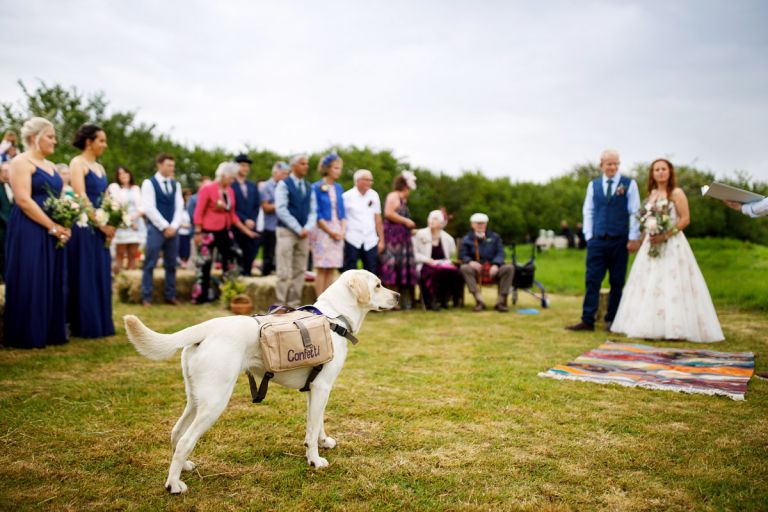 Dog has a backpack full of confetti stands watching his human parents getting married. 